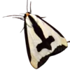 Эмодзи Moths