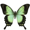 Эмодзи Green Aesthetics