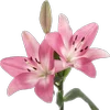 Green Pink