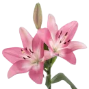 Green Pink