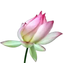 Эмодзи Green Pink