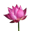 Эмодзи Green Pink