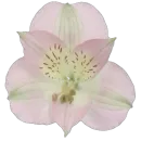 Эмодзи Green Pink