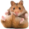 🐹 ℍ𝕒𝕞𝕤𝕥𝕖𝕣𝕤: 🐹