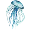 🐠💧𝐼𝑛 𝑡𝒉𝑒 𝑏𝑙𝑢𝑒 𝑠𝑒𝑎: 💧🐠