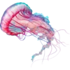 Эмодзи 🐠💧𝐼𝑛 𝑡𝒉𝑒 𝑏𝑙𝑢𝑒 𝑠𝑒𝑎: 💧🐠