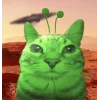 Коты