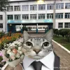 Эмодзи Коты