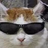 Эмодзи Парные котики