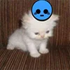 kotik
