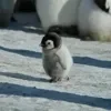 Эмодзи Пингвины