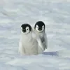 Эмодзи Пингвины
