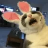 Cat memes