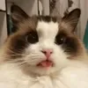 Эмодзи Cat memes