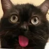 Эмодзи Cat memes