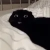 Эмодзи Cat memes