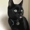 Эмодзи Cat memes