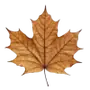 Эмодзи Autumn Aesthetic