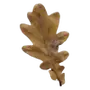 Эмодзи Autumn Aesthetic