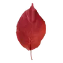 Эмодзи Autumn Aesthetic
