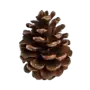 Эмодзи Autumn Aesthetic