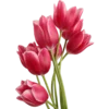 🌷8 March