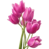 Эмодзи 🌷8 March