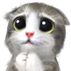 Mofu Kitten