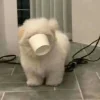 Dogs