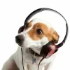 Эмодзи Dogs