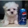 Эмодзи Dogs