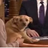 Эмодзи Dogs
