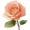 Эмодзи Flowers