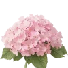 Эмодзи Flowers