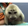 Seals
