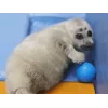 Эмодзи Seals