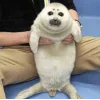 Эмодзи Seals