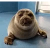 Эмодзи Seals