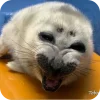 Эмодзи Seals
