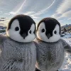 Penguins 🐧