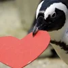 Эмодзи Penguins 🐧