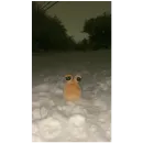 Pou