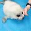 Эмодзи Seals