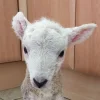 Sheeps