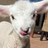 Эмодзи Sheeps