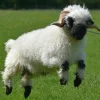 Эмодзи Sheeps