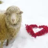 Эмодзи Sheeps