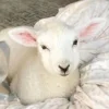 Эмодзи Sheeps