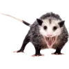 Opossums