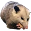 Эмодзи Opossums